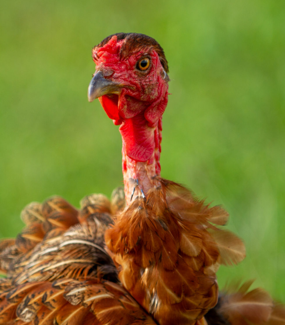 Cuba 2022 ©BillOakes