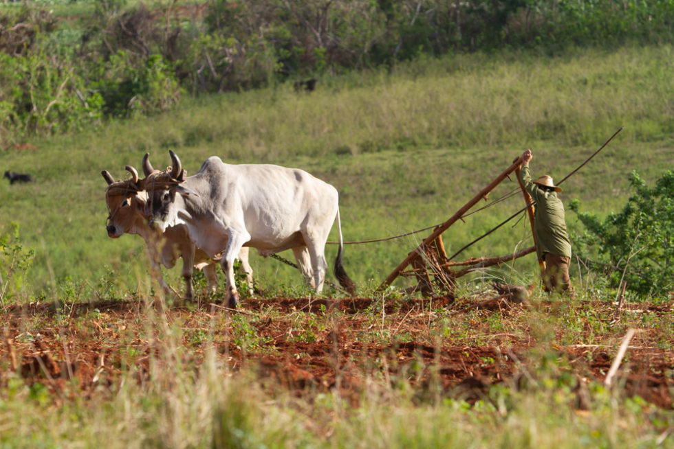 Cuba 2022 ©BillOakes