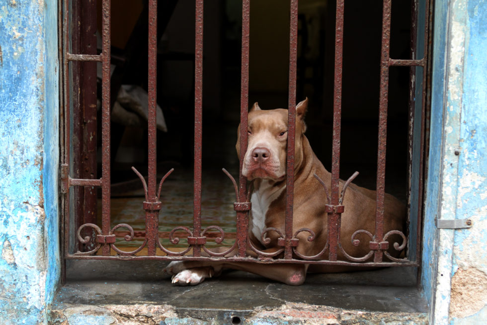 Cuba 2020 ©BillOakes