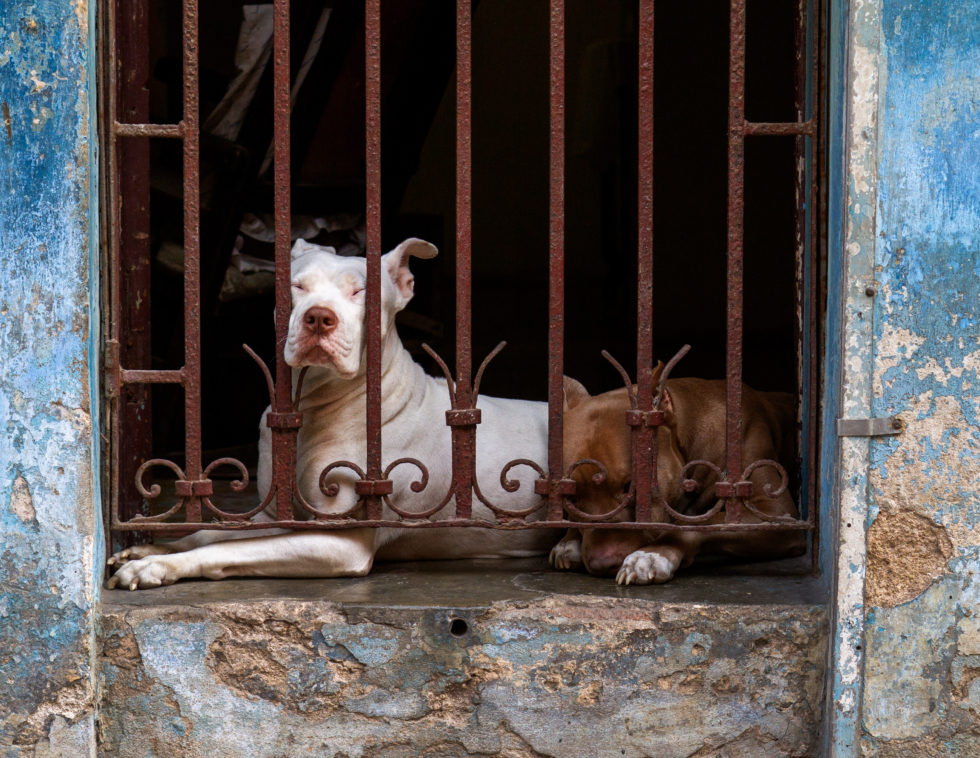 Cuba 2020 ©BillOakes